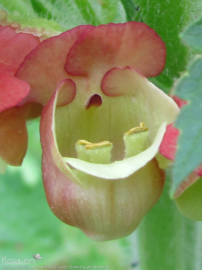 Scrophularia grandiflora - Flor (close-up) | João Domingues Almeida; CC BY-NC 4.0