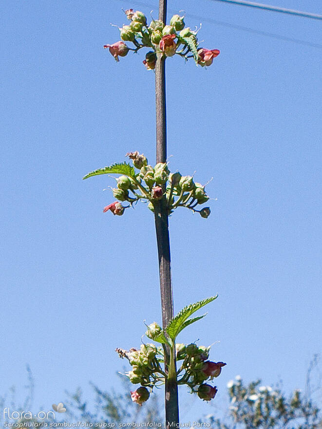 Scrophularia sambucifolia sambucifolia - Flor (geral) | Miguel Porto; CC BY-NC 4.0