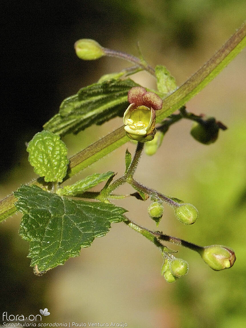 Scrophularia scorodonia - Flor (close-up) | Paulo Ventura Araújo; CC BY-NC 4.0