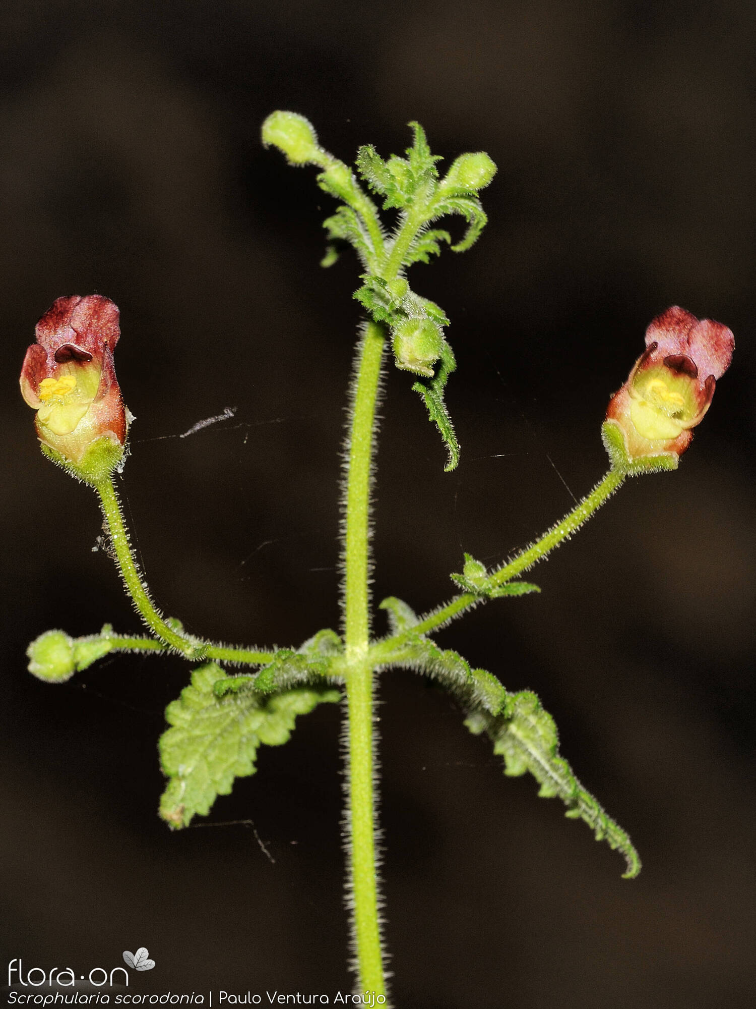 Scrophularia scorodonia - Flor (geral) | Paulo Ventura Araújo; CC BY-NC 4.0