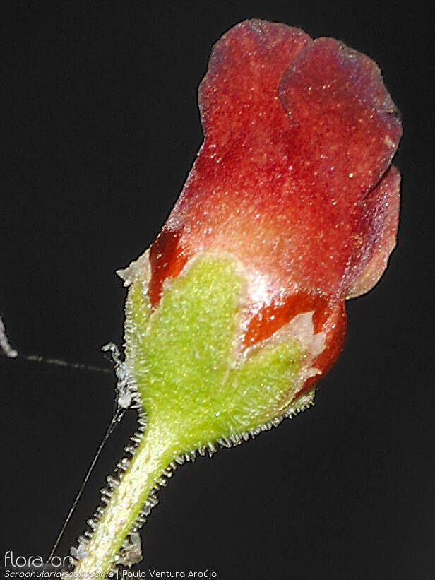 Scrophularia scorodonia - Flor (close-up) | Paulo Ventura Araújo; CC BY-NC 4.0