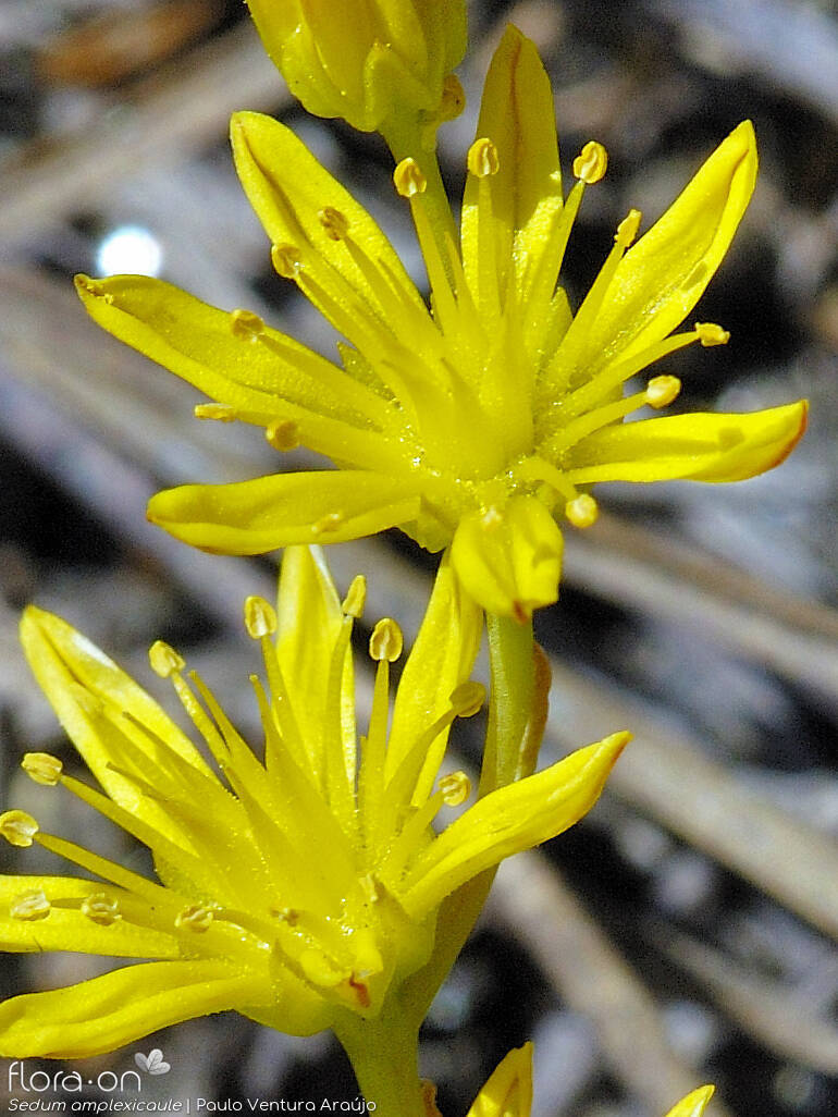 Sedum amplexicaule - Flor (close-up) | Paulo Ventura Araújo; CC BY-NC 4.0