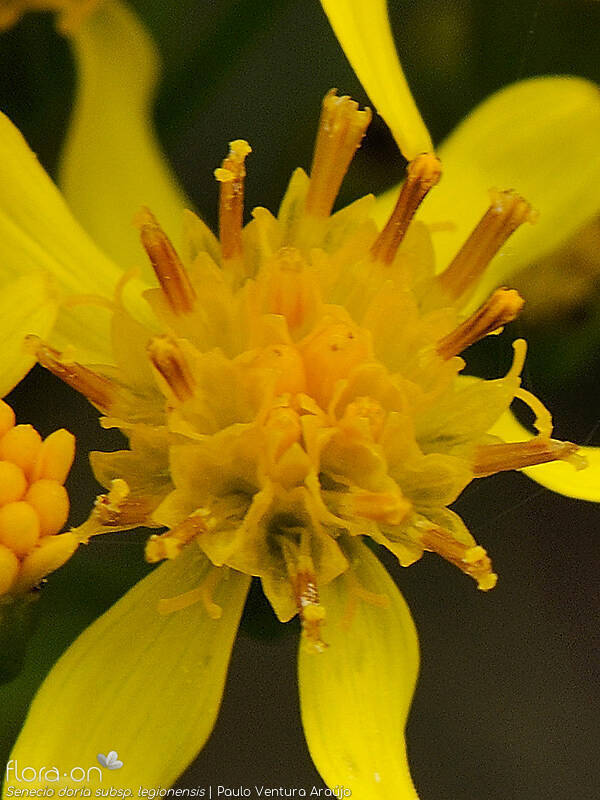 Senecio doria legionensis - Flor (close-up) | Paulo Ventura Araújo; CC BY-NC 4.0