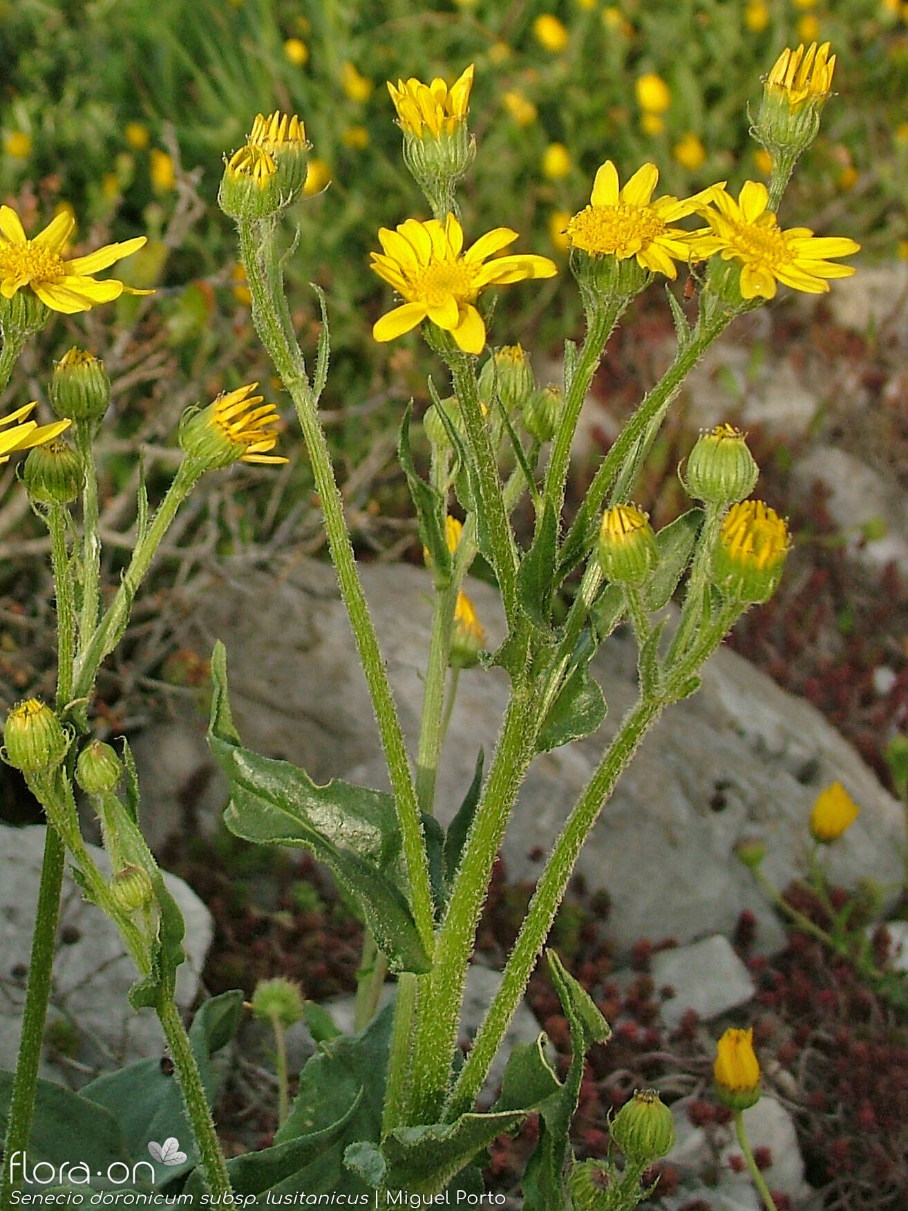 Senecio doronicum lusitanicus - Flor (geral) | Miguel Porto; CC BY-NC 4.0