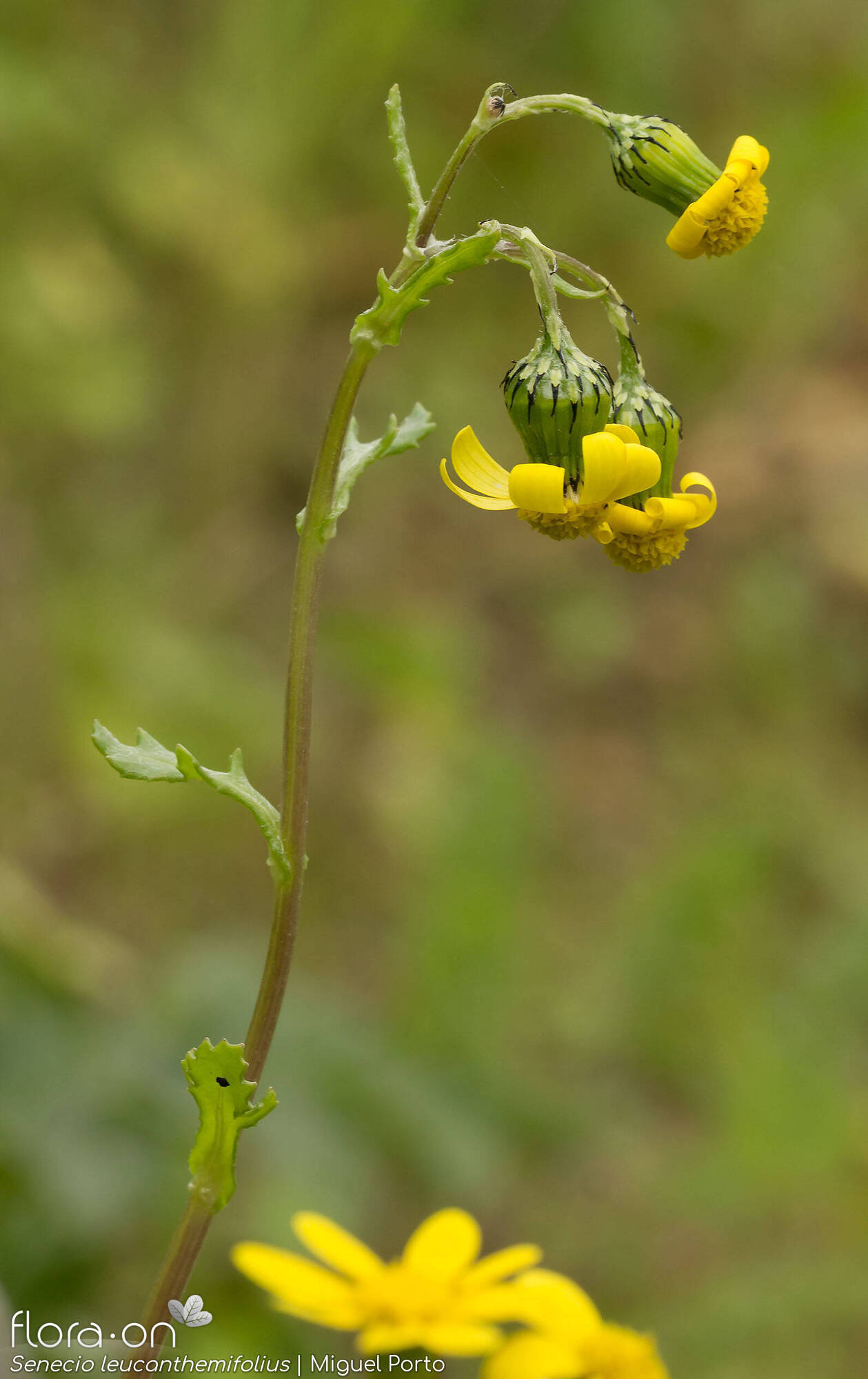 Senecio leucanthemifolius - Flor (geral) | Miguel Porto; CC BY-NC 4.0