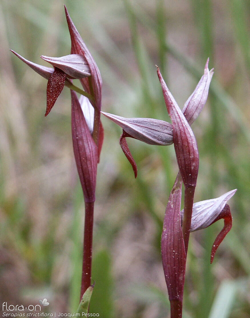 Serapias strictiflora - Flor (geral) | Joaquim Pessoa; CC BY-NC 4.0