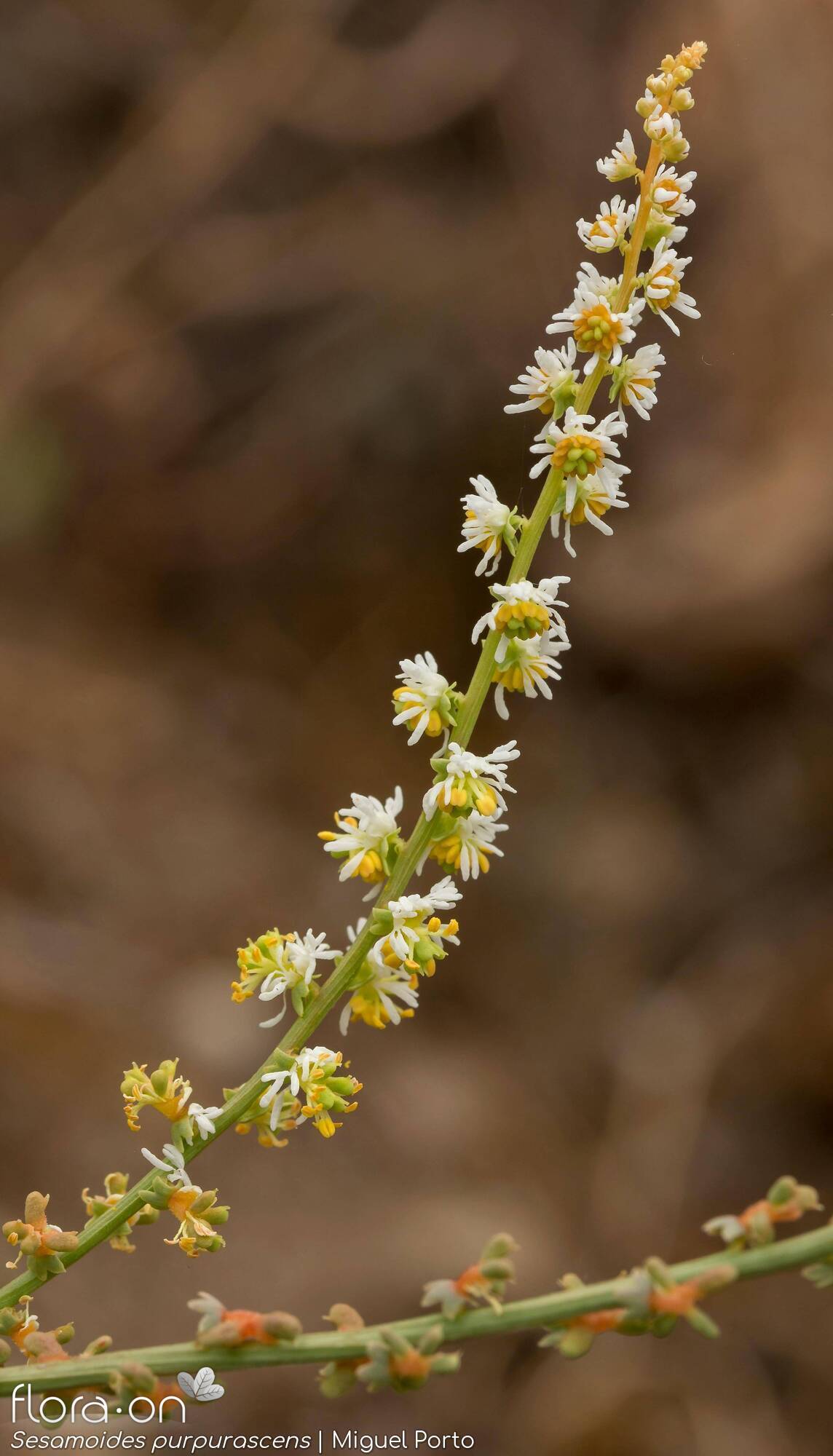 Sesamoides purpurascens - Flor (geral) | Miguel Porto; CC BY-NC 4.0