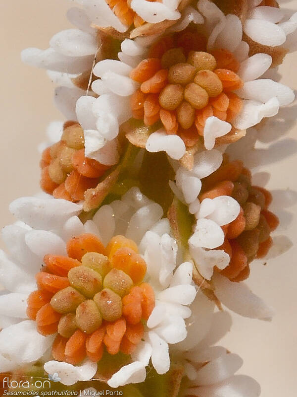 Sesamoides spathulifolia - Flor (close-up) | Miguel Porto; CC BY-NC 4.0