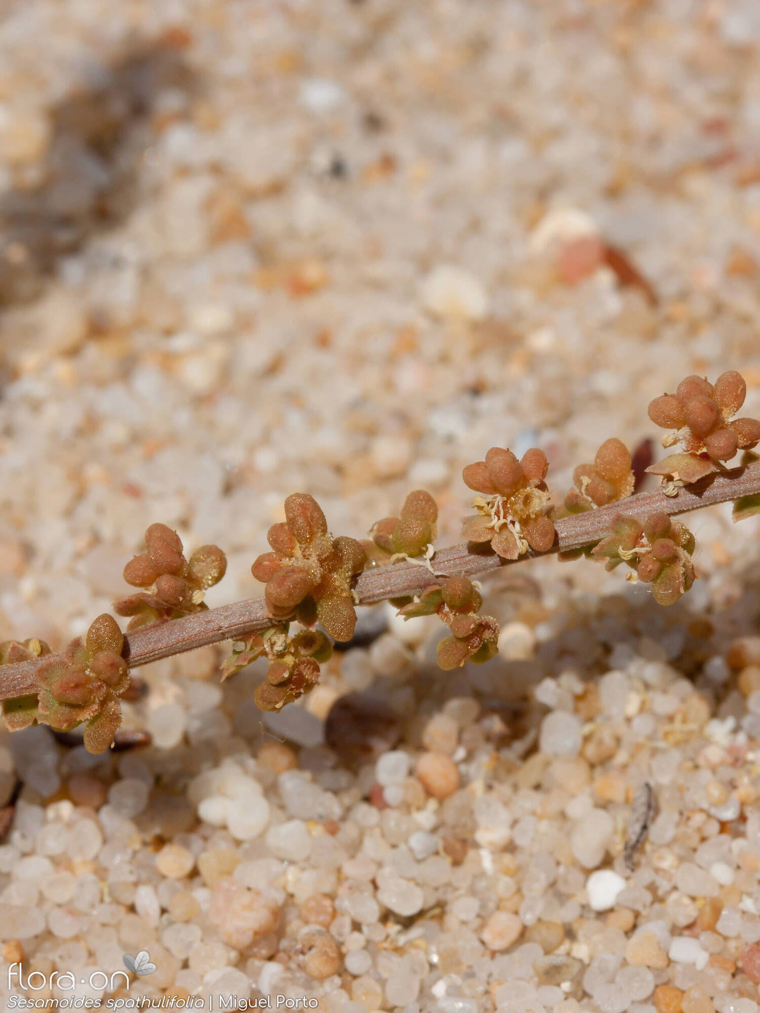 Sesamoides spathulifolia - Fruto | Miguel Porto; CC BY-NC 4.0