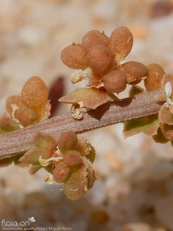 Sesamoides spathulifolia - Fruto | Miguel Porto; CC BY-NC 4.0