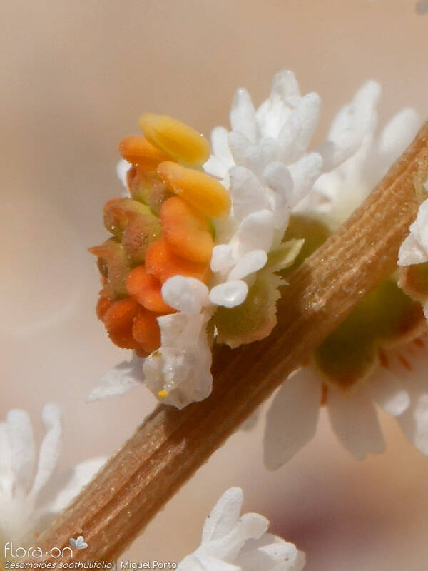 Sesamoides spathulifolia - Flor (close-up) | Miguel Porto; CC BY-NC 4.0