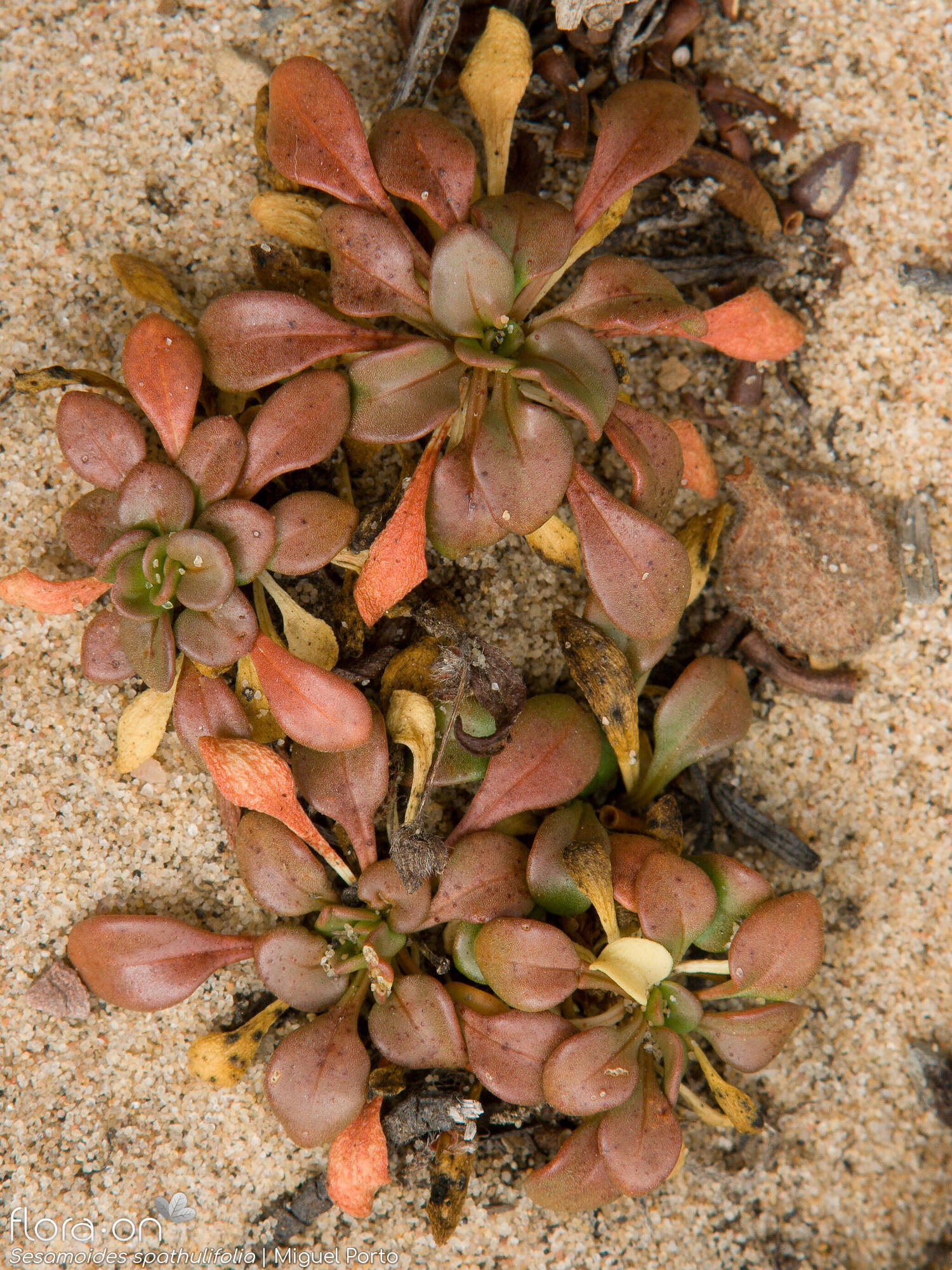 Sesamoides spathulifolia - Folha (geral) | Miguel Porto; CC BY-NC 4.0