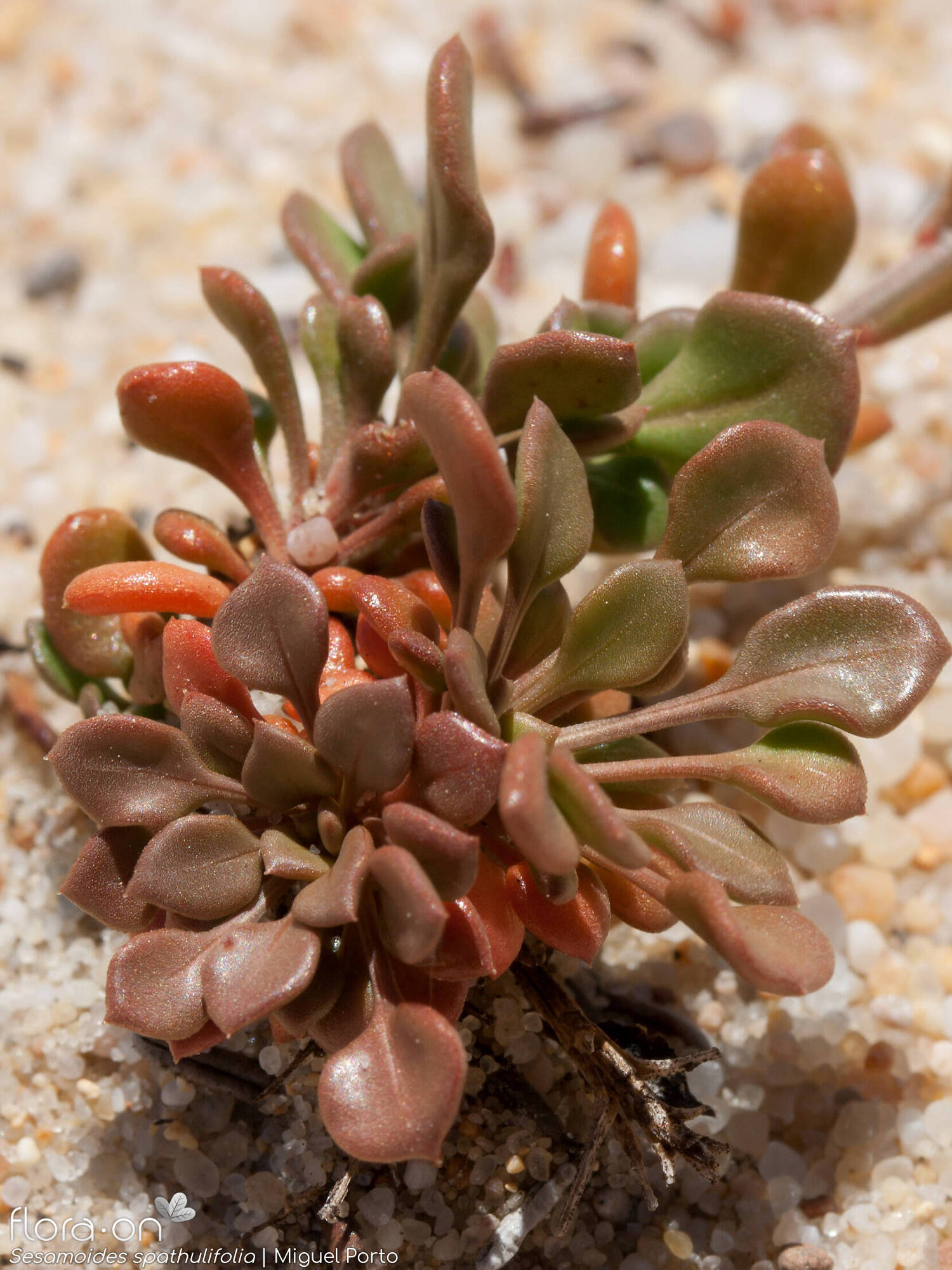 Sesamoides spathulifolia - Folha (geral) | Miguel Porto; CC BY-NC 4.0