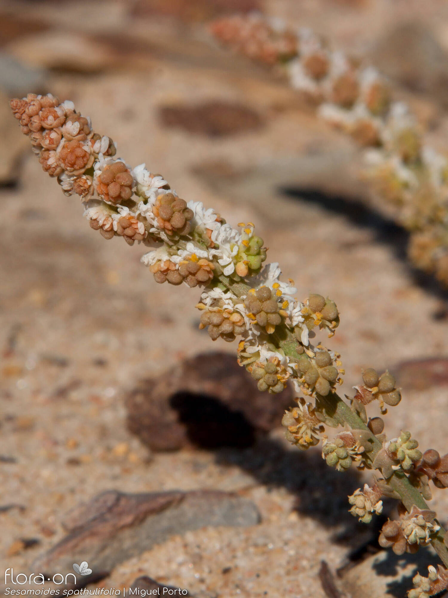 Sesamoides spathulifolia - Flor (geral) | Miguel Porto; CC BY-NC 4.0