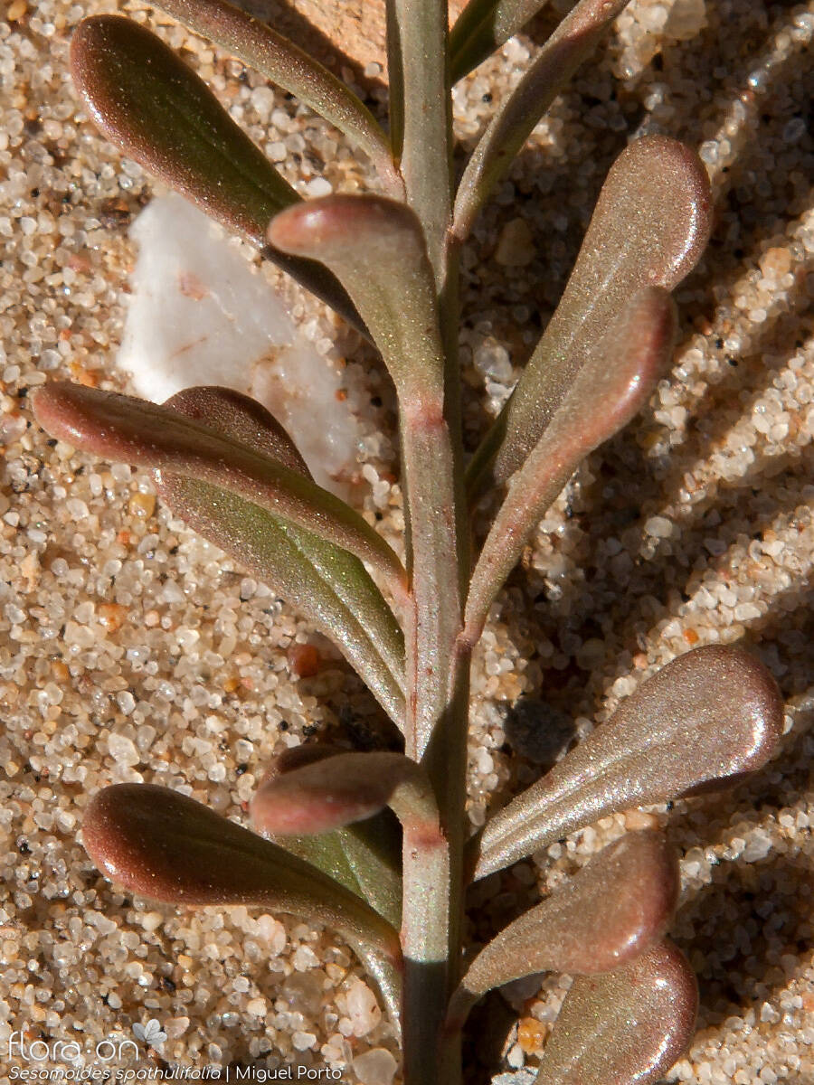 Sesamoides spathulifolia - Folha | Miguel Porto; CC BY-NC 4.0
