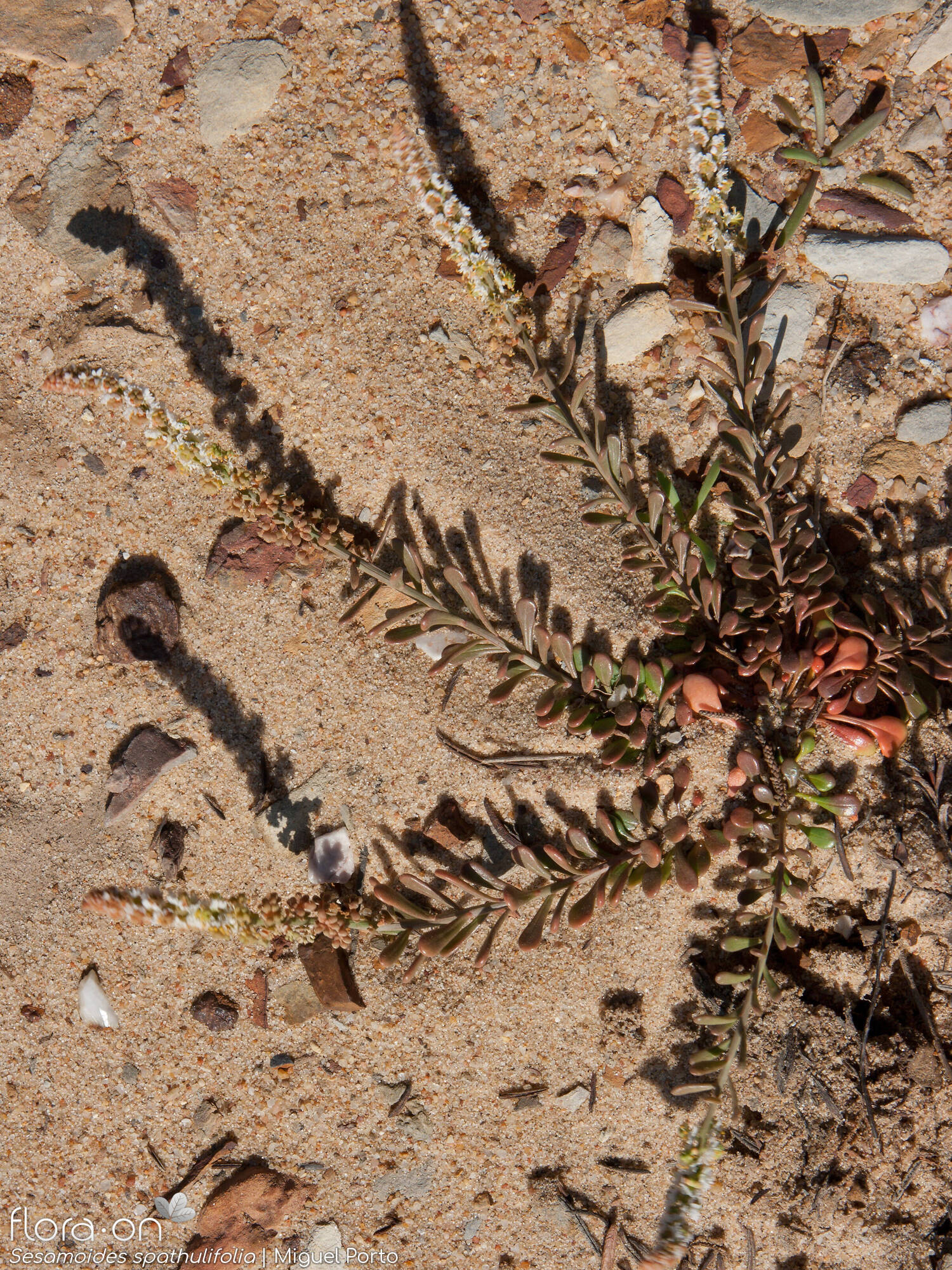 Sesamoides spathulifolia - Hábito | Miguel Porto; CC BY-NC 4.0