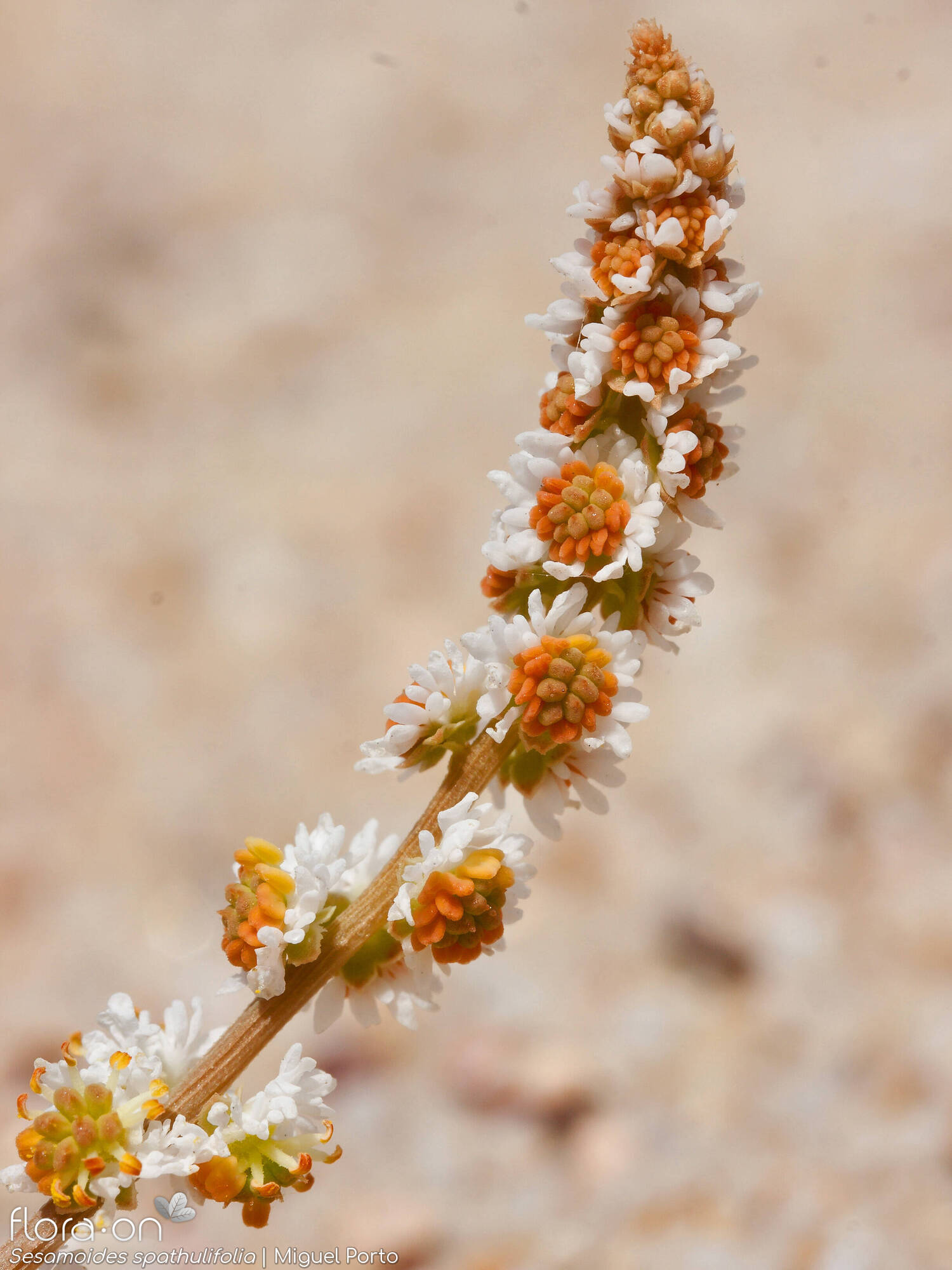 Sesamoides spathulifolia - Flor (geral) | Miguel Porto; CC BY-NC 4.0