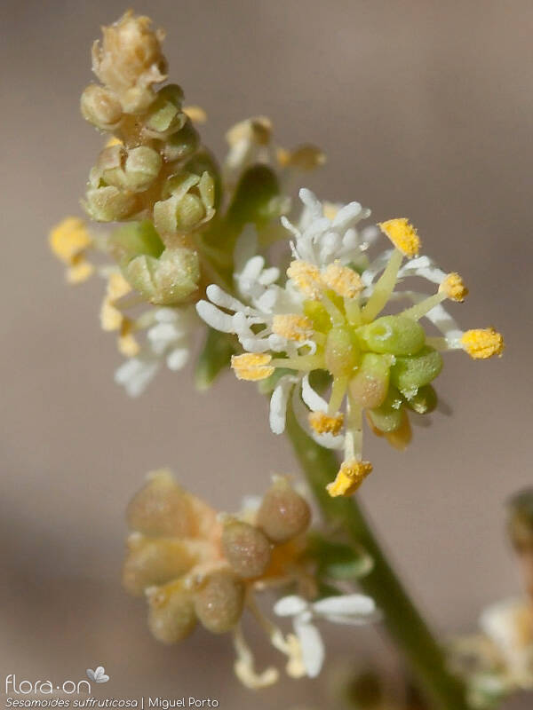 Sesamoides suffruticosa - Flor (close-up) | Miguel Porto; CC BY-NC 4.0