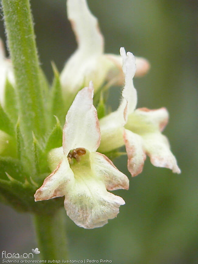 Sideritis arborescens lusitanica - Flor (close-up) | Pedro Pinho; CC BY-NC 4.0