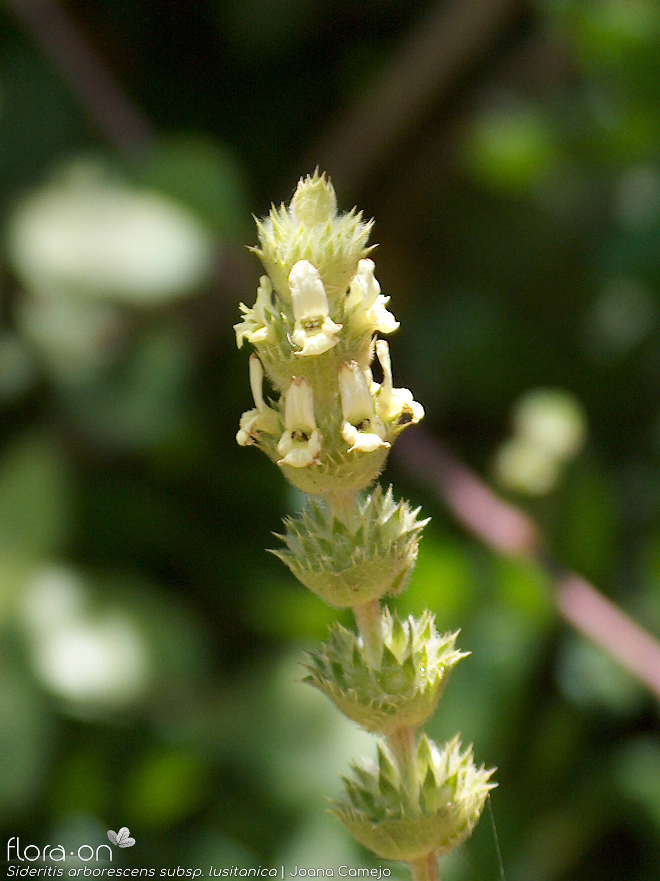Sideritis arborescens lusitanica - Flor (geral) | Joana Camejo; CC BY-NC 4.0