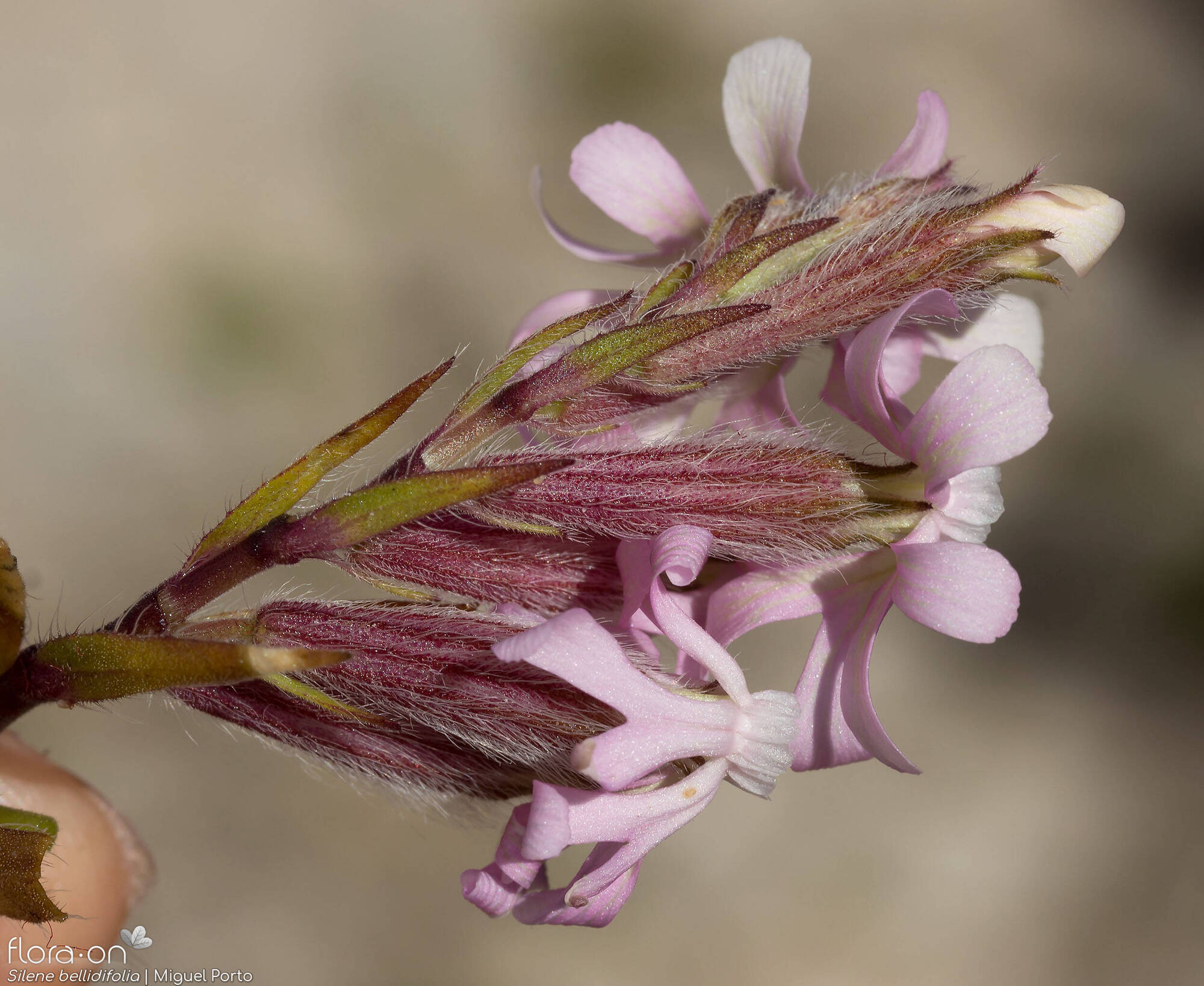Silene bellidifolia - Flor (geral) | Miguel Porto; CC BY-NC 4.0