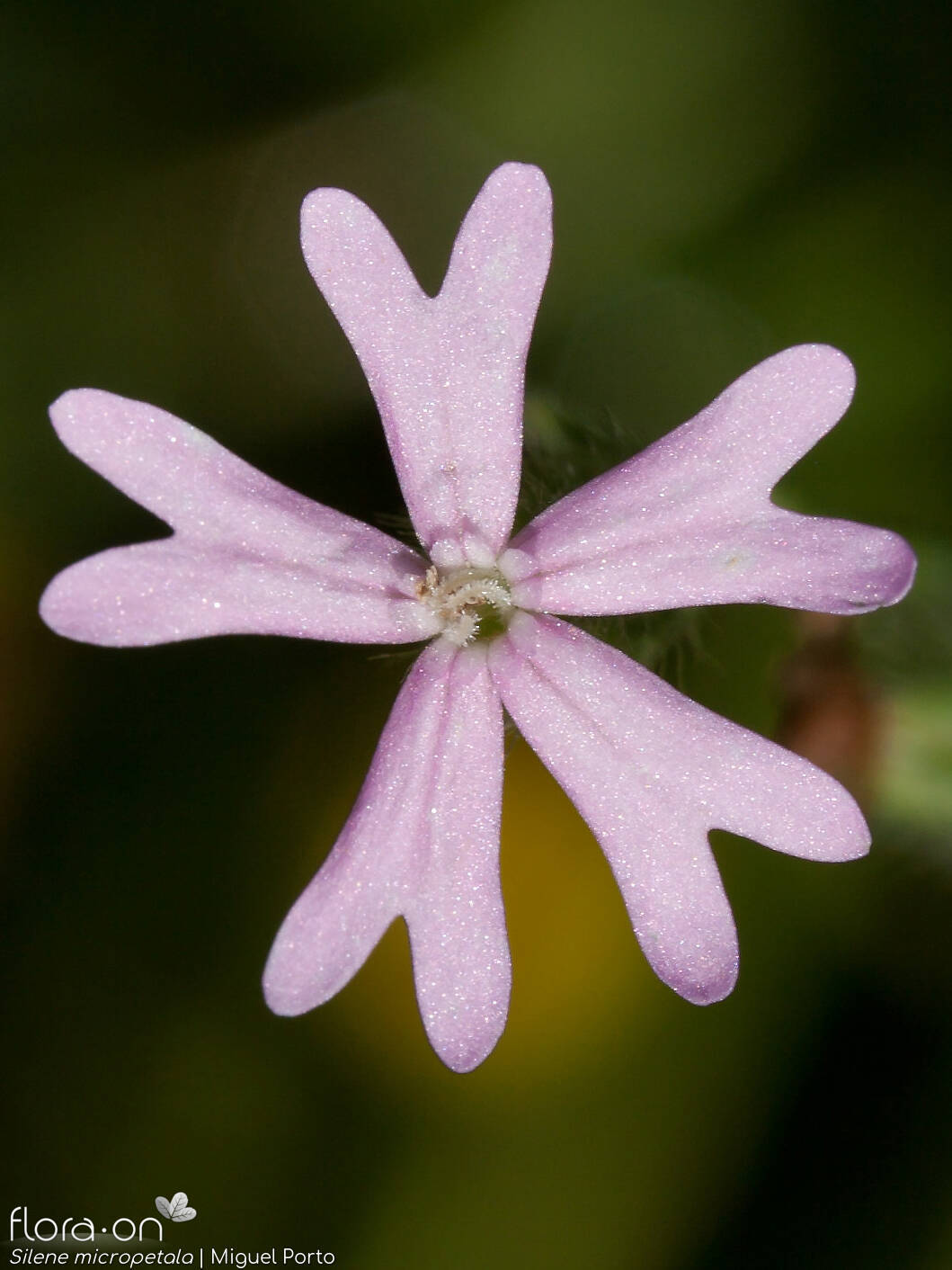 Silene micropetala - Flor (close-up) | Miguel Porto; CC BY-NC 4.0