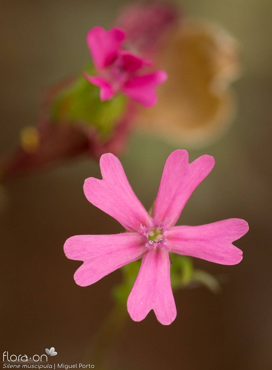 Silene muscipula - Flor (close-up) | Miguel Porto; CC BY-NC 4.0