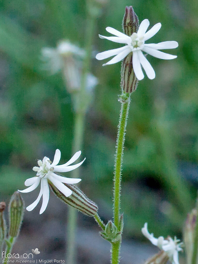 Silene niceensis - Flor (geral) | Miguel Porto; CC BY-NC 4.0