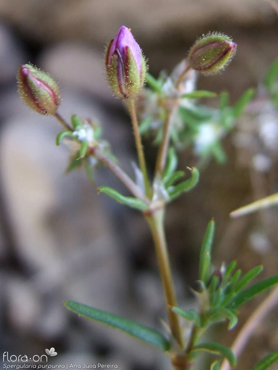 Spergularia purpurea - Flor (close-up) | Ana Júlia Pereira; CC BY-NC 4.0