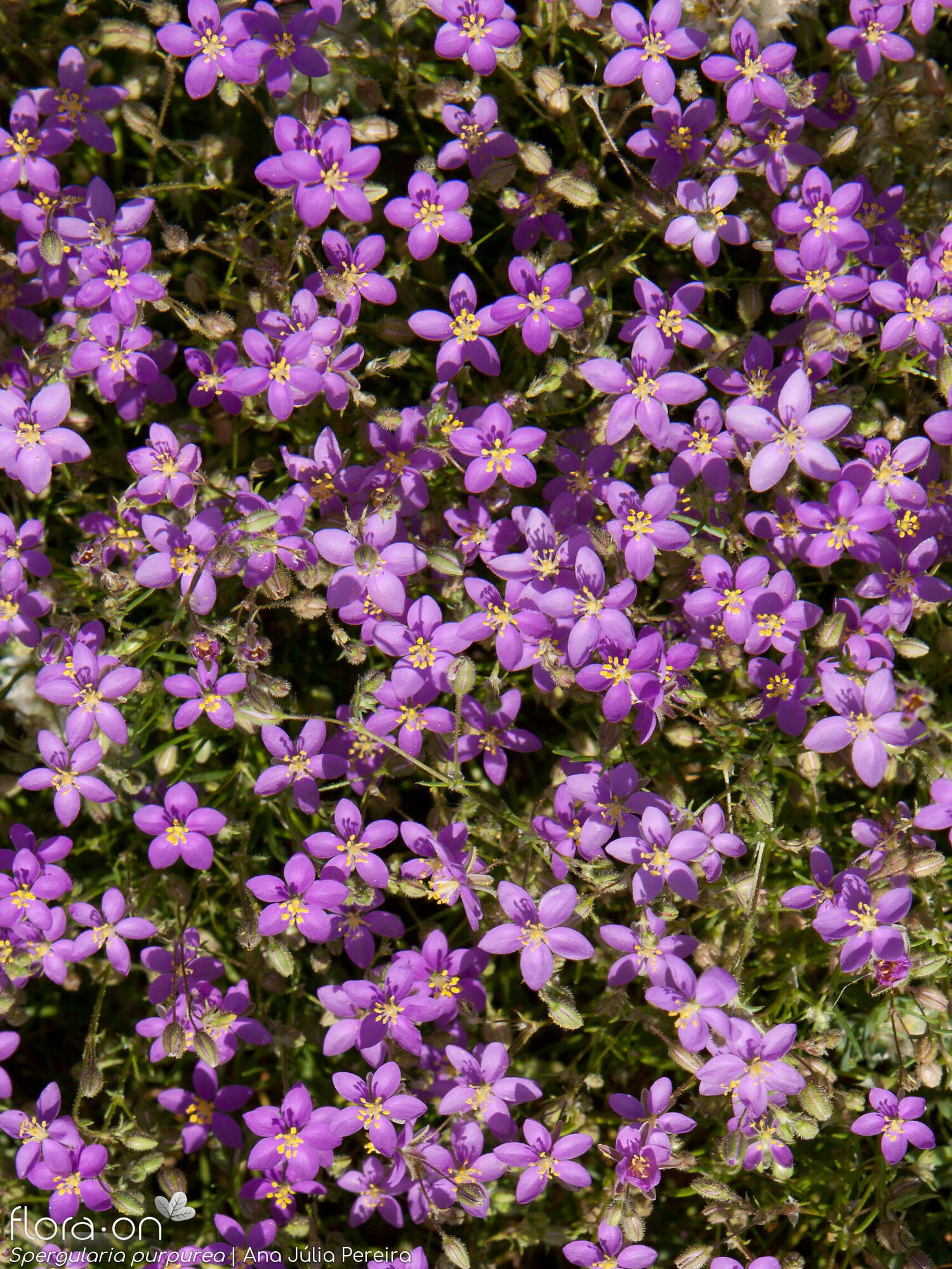 Spergularia purpurea - Flor (geral) | Ana Júlia Pereira; CC BY-NC 4.0