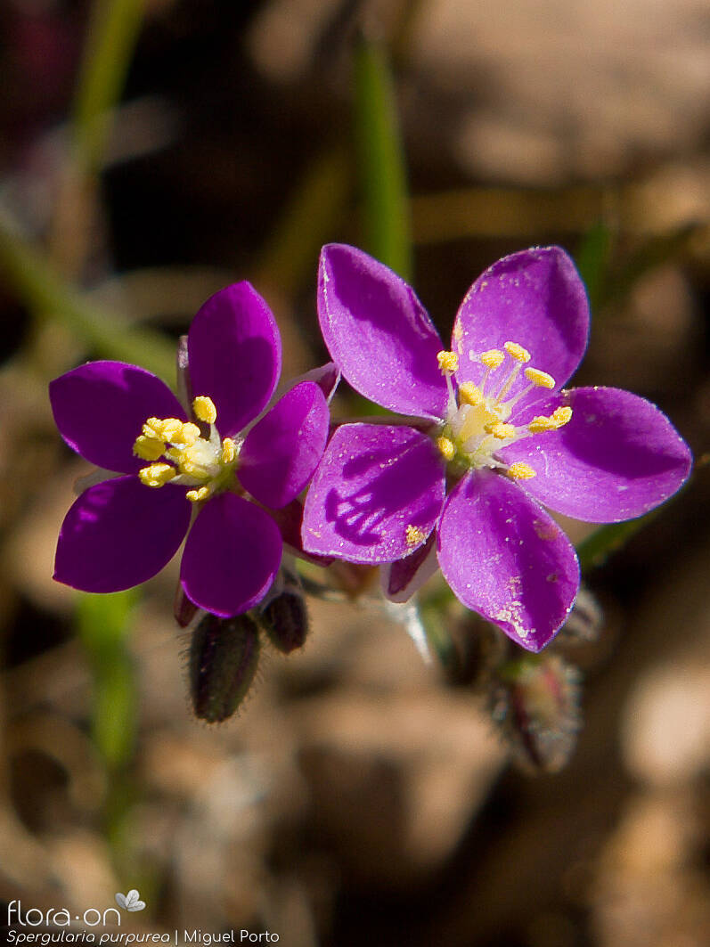 Spergularia purpurea - Flor (close-up) | Miguel Porto; CC BY-NC 4.0