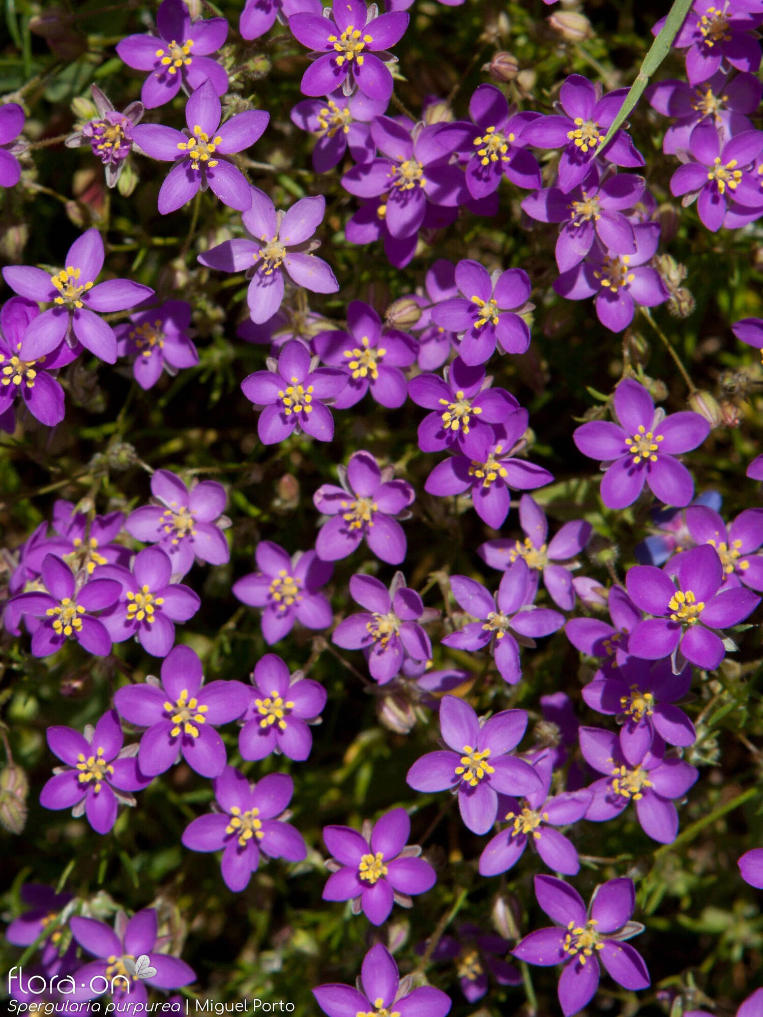 Spergularia purpurea - Flor (geral) | Miguel Porto; CC BY-NC 4.0
