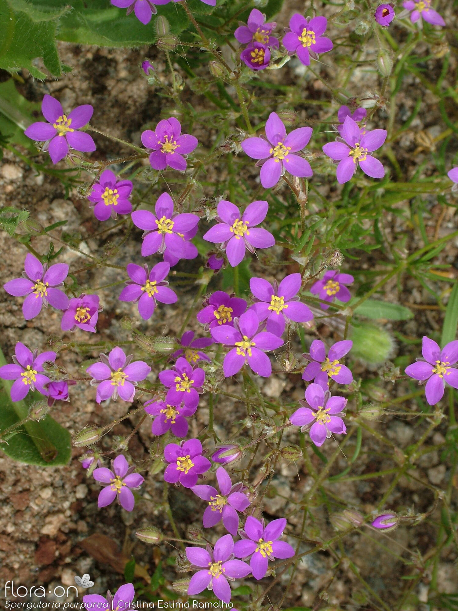 Spergularia purpurea - Flor (geral) | Cristina Estima Ramalho; CC BY-NC 4.0