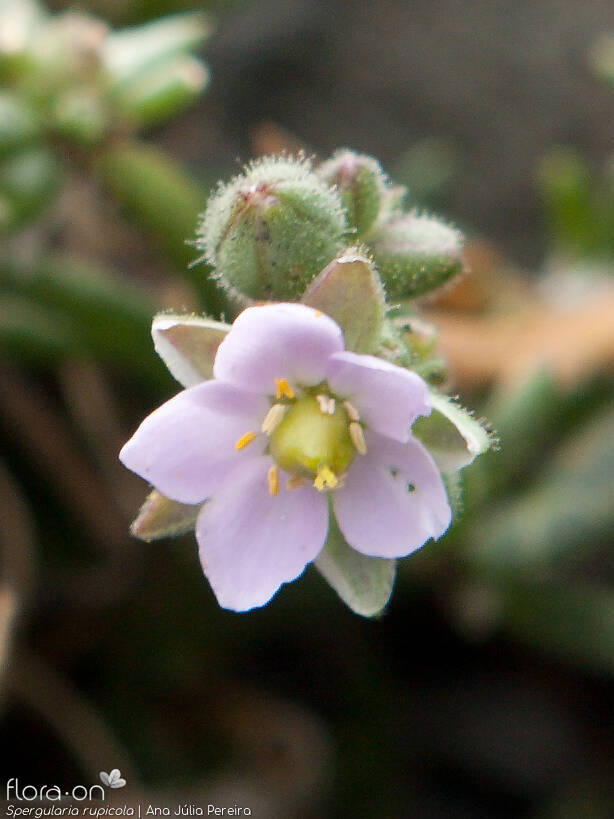 Spergularia rupicola - Flor (close-up) | Ana Júlia Pereira; CC BY-NC 4.0