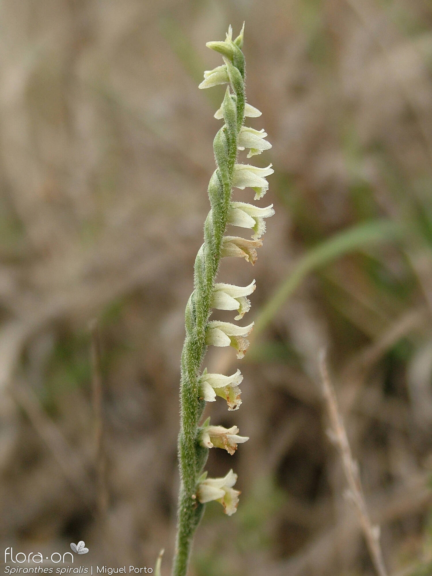 Spiranthes spiralis - Flor (geral) | Miguel Porto; CC BY-NC 4.0