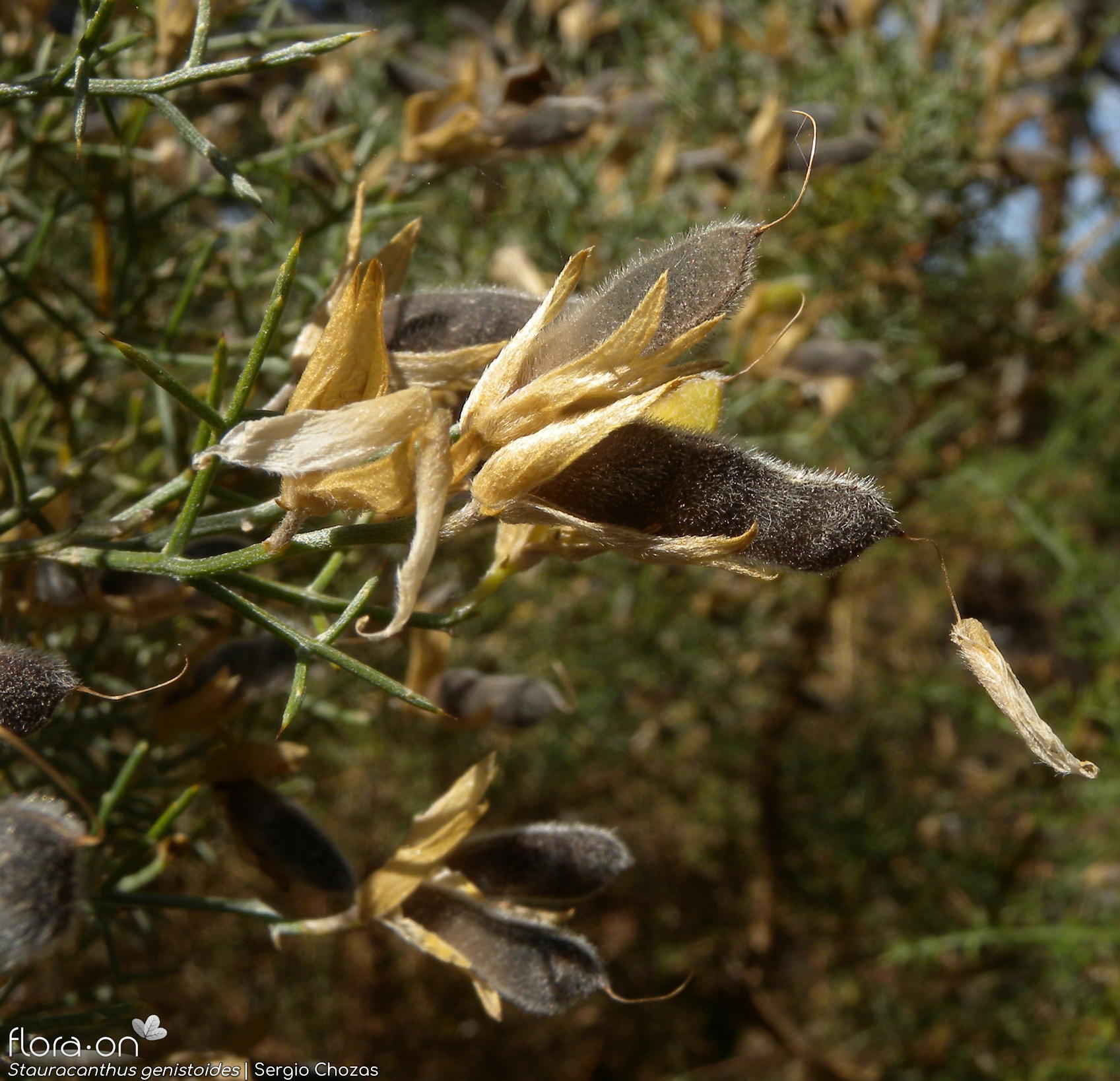 Stauracanthus genistoides - Fruto | Sergio Chozas; CC BY-NC 4.0