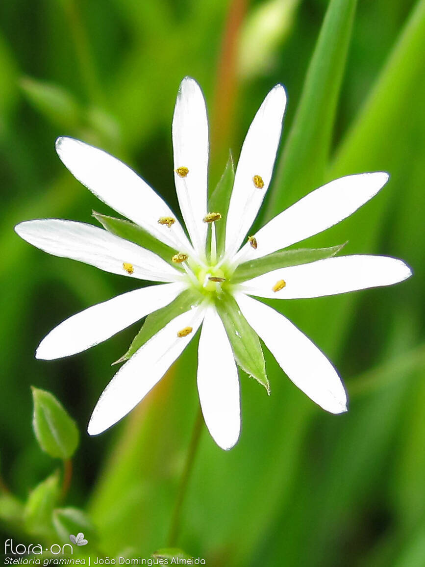 Stellaria graminea - Flor (close-up) | João Domingues Almeida; CC BY-NC 4.0