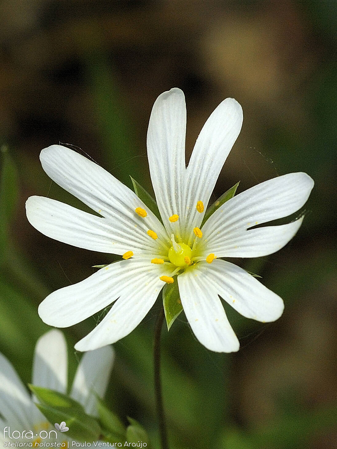 Stellaria holostea - Flor (close-up) | Paulo Ventura Araújo; CC BY-NC 4.0