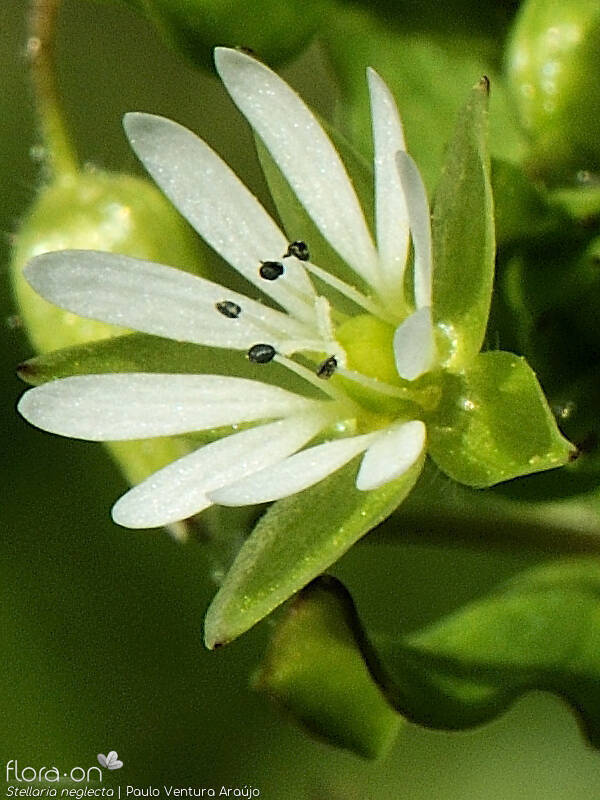 Stellaria neglecta - Flor (close-up) | Paulo Ventura Araújo; CC BY-NC 4.0
