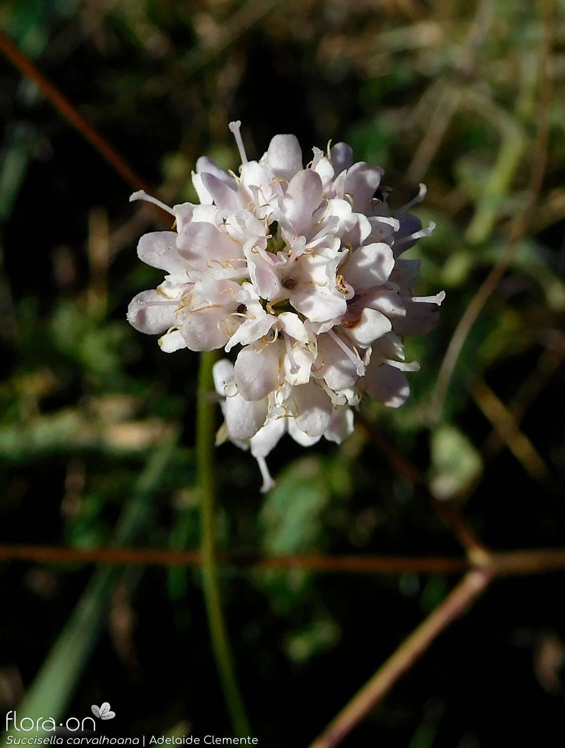 Succisella carvalhoana - Flor (close-up) | Adelaide Clemente; CC BY-NC 4.0