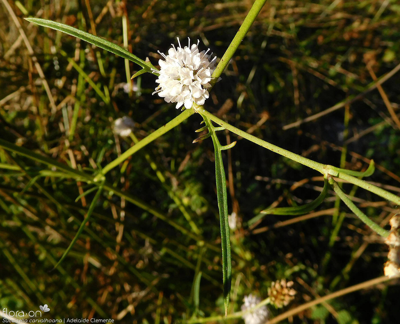Succisella carvalhoana - Flor (geral) | Adelaide Clemente; CC BY-NC 4.0
