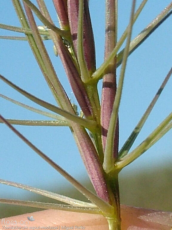 Taeniatherum caput-medusae - Flor (close-up) | Miguel Porto; CC BY-NC 4.0