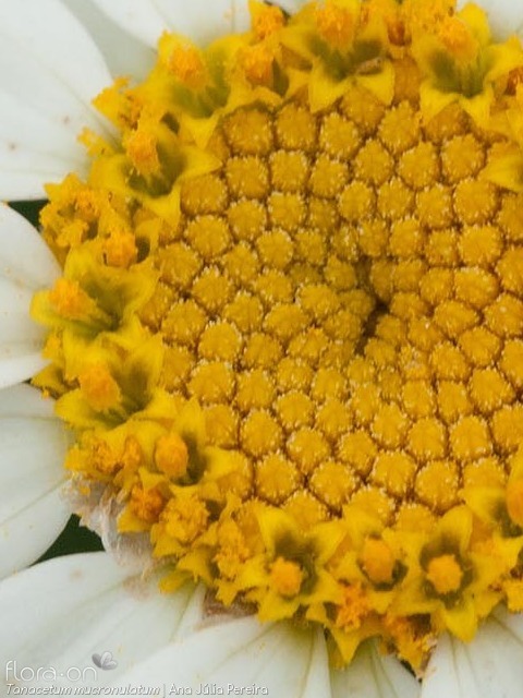 Tanacetum mucronulatum - Flor (close-up) | Ana Júlia Pereira; CC BY-NC 4.0