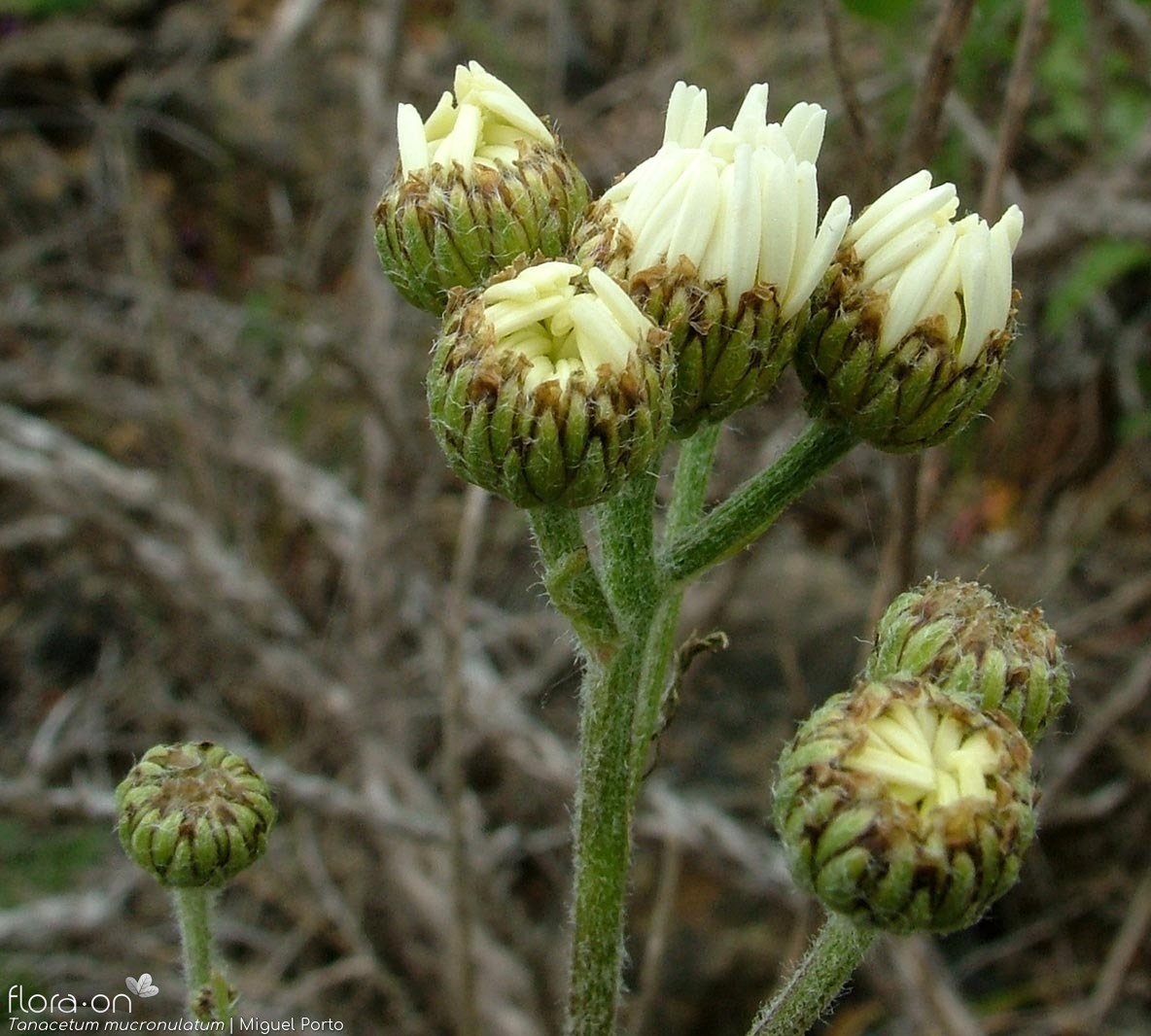 Tanacetum mucronulatum - Flor (geral) | Miguel Porto; CC BY-NC 4.0
