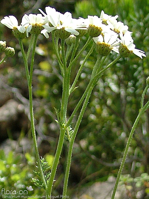 Tanacetum mucronulatum - Flor (geral) | Miguel Porto; CC BY-NC 4.0