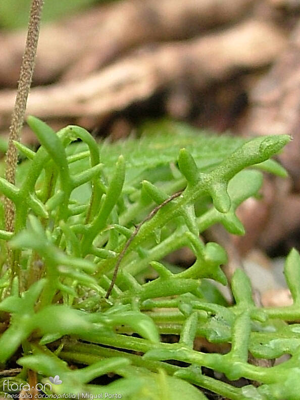 Teesdalia coronopifolia - Folha | Miguel Porto; CC BY-NC 4.0