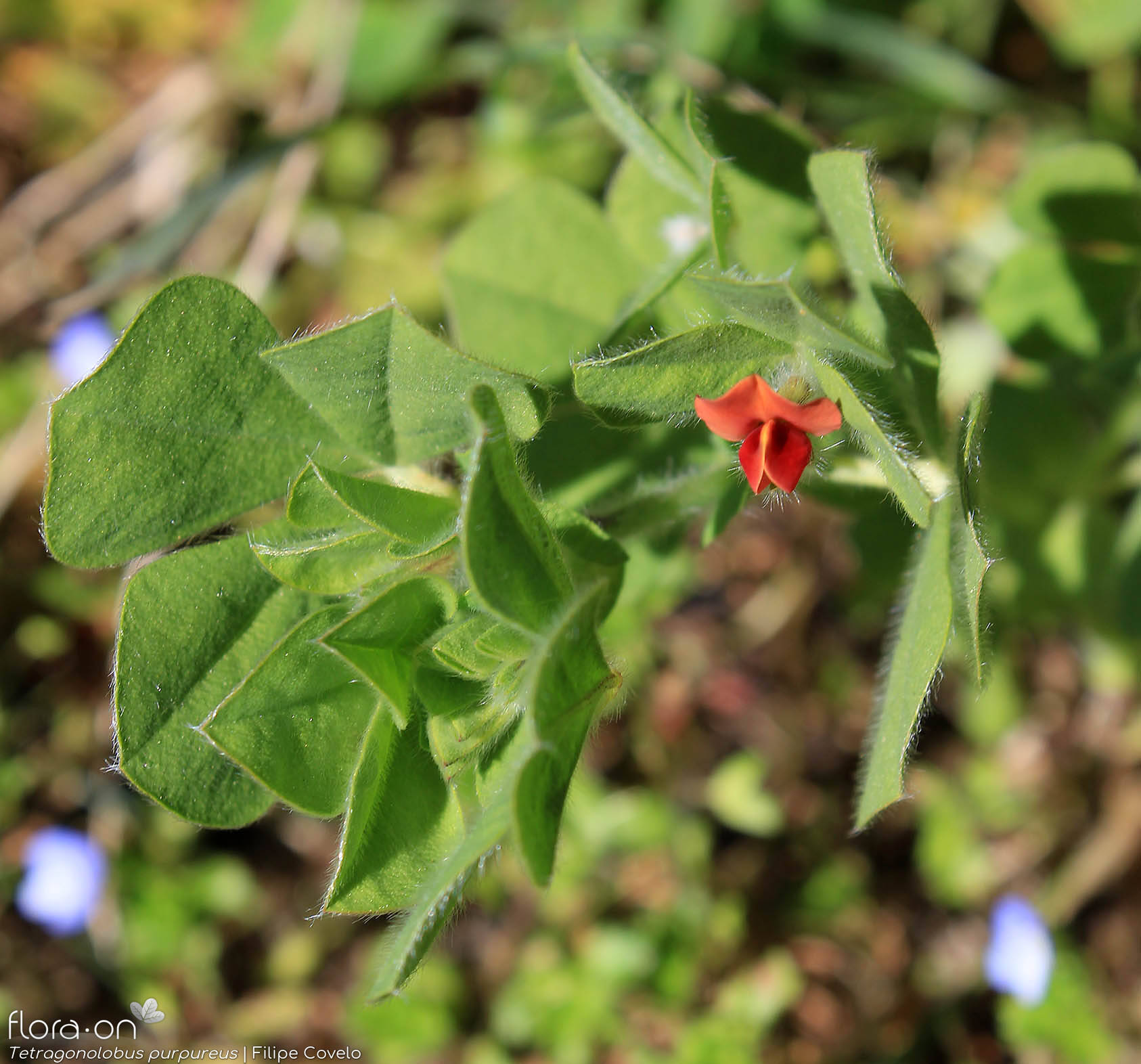 Tetragonolobus purpureus - Flor (geral) | Filipe Covelo; CC BY-NC 4.0