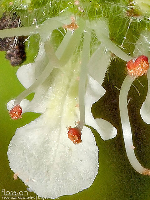 Teucrium haenseleri - Flor (close-up) | Miguel Porto; CC BY-NC 4.0