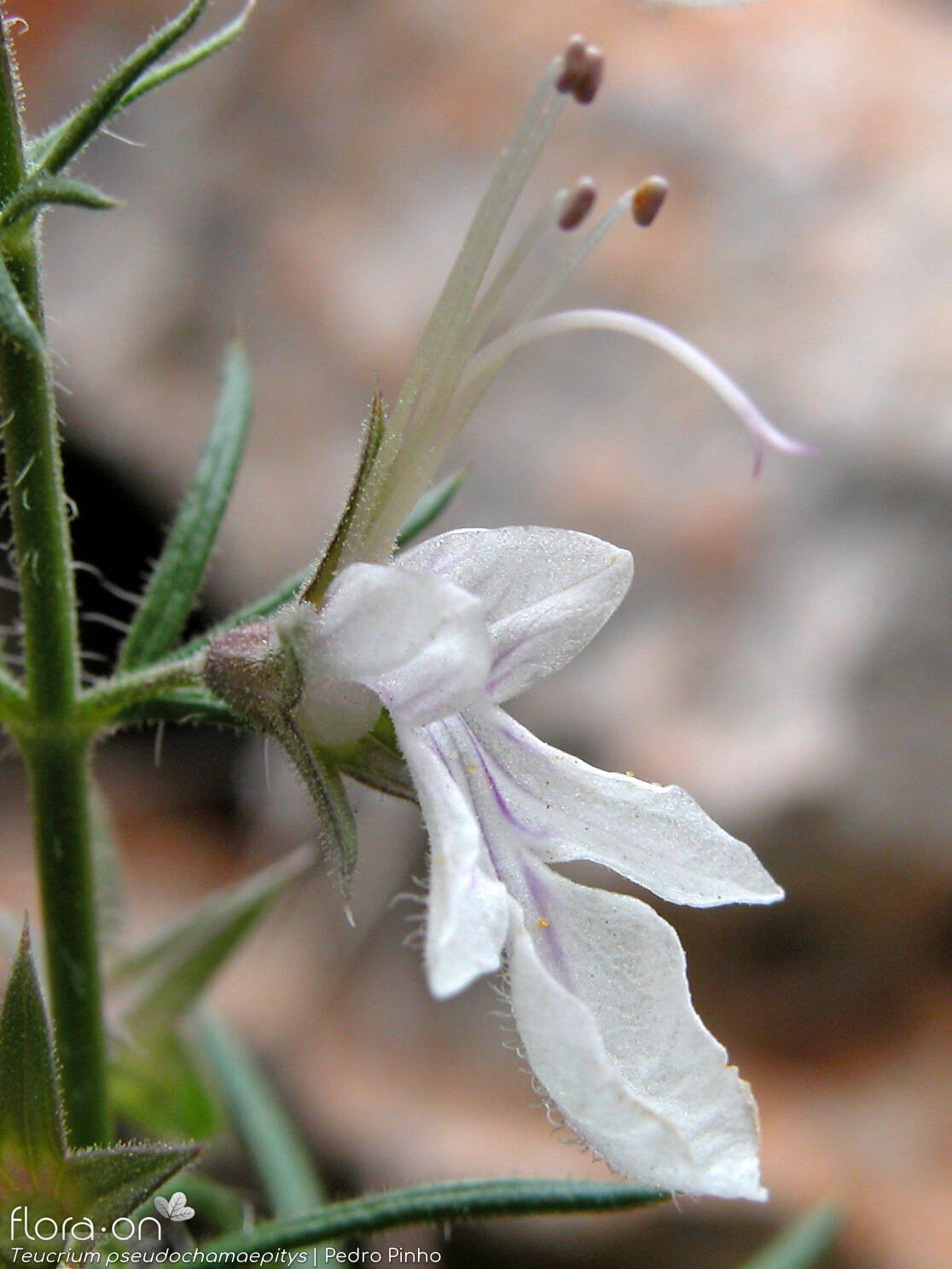 Teucrium pseudochamaepitys - Flor (close-up) | Pedro Pinho; CC BY-NC 4.0