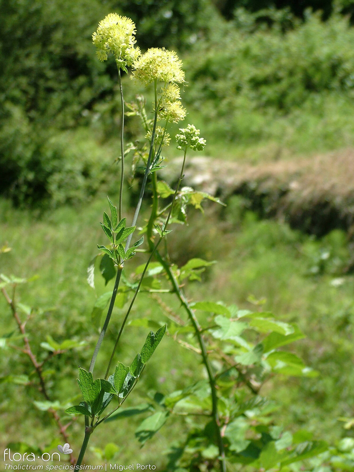 Thalictrum speciosissimum - Flor (geral) | Miguel Porto; CC BY-NC 4.0